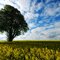 Solitary tree near Elchingen- springtime