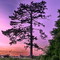 Lonely Tree