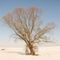 Weide im Winter // willow in winter