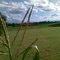 Mais am Sommer Ferien Ende