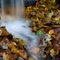 Herbstlaub & Wasser