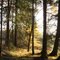 Waldlichtung