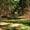 Waldwege