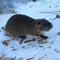 Ondatra zibethicus (Bisamratte)