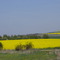 Medows near Nordhausen