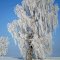 Winterkleid - winter dress