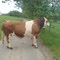 - VORSICHT WILDWECHSEL ! -
