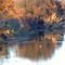 Trees in the water