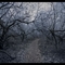 mystic forest