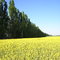Sassonia - campagna