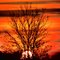 "Brennender" Baum an der Dosse
