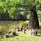 Greiz, Park, Taxodium distichum (Sumpfzypresse), specific air-roots (Luftwurzeln)