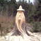Von Forstarbeitern mit der Kettensäge herausgearbeitete Figur (Waldschrat) im Werdauer Wald