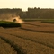 Harvesting in the evening light