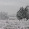 Hoarfrosted world