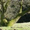 Alter Baum