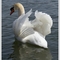 Swan 1