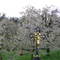 Kirschblüte [protected cherry blossom]