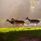 Abendlicht/early Evening - Detailaufnahme