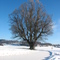 Haslauhlinde bei Feldstetten