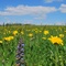 Meadows in May