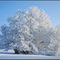 This is why I love winter- trees near Wiesensteig