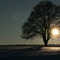 Winter tree