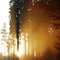 Sunbeams in the November forest