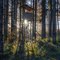 Sun and forest
