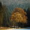 Deep in the dark forest a narrow road leads to the golden trees...