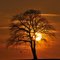 Golden sunset