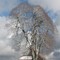 Majesty in the snow