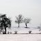 Heiligenstadt-Stücht Apfelbäume im Schnee