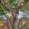 Laune der Natur