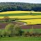 Rapsfelder in der Nähe des Staffelberg - ** rape fields in the vicinity of the Staffelberg