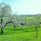 Kwitnący sad, Flourishing orchard <<Enlarge please>>