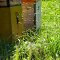 Bienen in Nachbars Garten