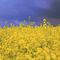 freevision >>Rapsfeld vor aufziehendem Gewitter<<
