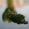 Entenboot am großen Stadtweiher