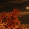 Νυχτερινή άνοιξη, Nächtlicher Frühling, Night spring