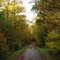 Herbstwald
