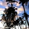 Twilight Palms At Hilo Bay