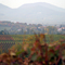 (MK) very colorfull Autunm in the wine yards, Rhineland-Palatinate, Germany