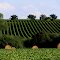 Heuballen und Weinberge