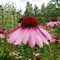 Echinacea With Bumble-Bee, Bad Bergzabern, Germany