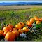 Herbst in der Pfalz