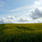 Clouds Over Canola Field