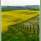 Rapeseed Field