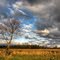 Lonely tree