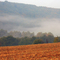 Misty Morning